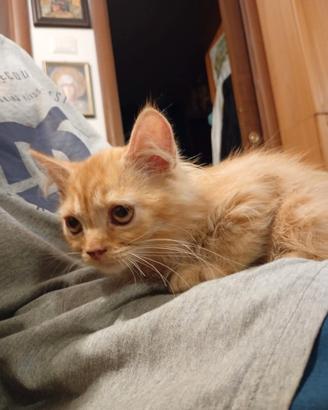 Gattino maschio