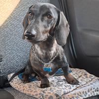 Bassotto stallone disponibile per monta