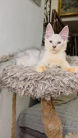 Maine coon cuccioli