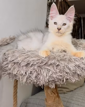 Maine coon cuccioli