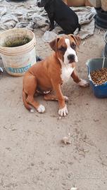 Cuccioli Amstaff pronti per adozione