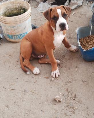 Cuccioli Amstaff pronti per adozione