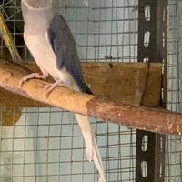 Parrocchetti dal collare