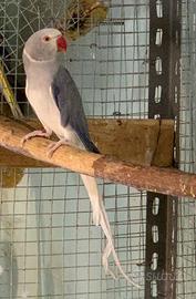 Parrocchetti dal collare