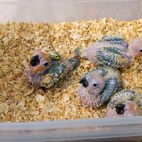 Pulli Conuro del sole