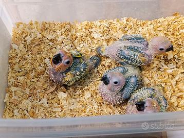 Pulli Conuro del sole