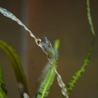 Neocaridine Blue Jelly