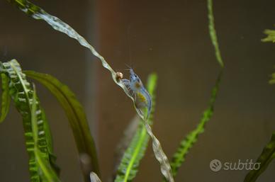 Neocaridine Blue Jelly
