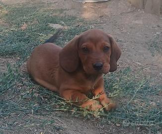 dachsbracke 