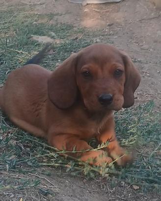 dachsbracke 