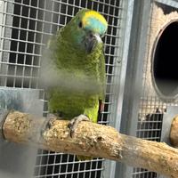 Coppia di amazzone fronte blu