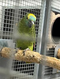 Coppia di amazzone fronte blu