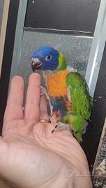 Lori arcobaleno