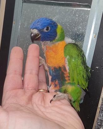 Lori arcobaleno