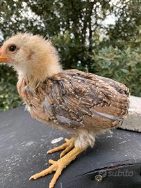 Piccolo allenamento di galline ornamentali