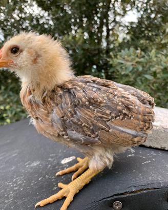 Piccolo allenamento di galline ornamentali
