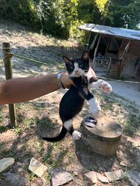 Gattino maschio bianco e nero