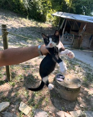 Gattino maschio bianco e nero