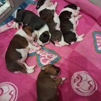 Staffordshire bull terrier