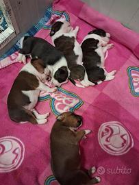 Staffordshire bull terrier