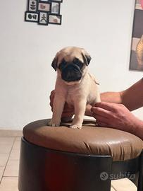 Cucciolo di carlino Fulvo con Pedigree