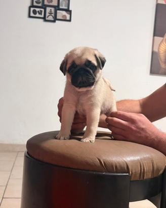 Cucciolo di carlino Fulvo con Pedigree