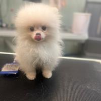 Cucciolo di spitz di Pomerania
