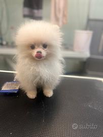 Cucciolo di spitz di Pomerania