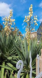 Yucca gloriosa spedita in vaso come da foto