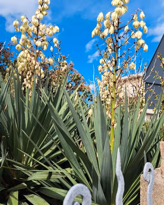 Yucca gloriosa spedita in vaso come da foto
