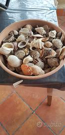 Conchiglie di mare