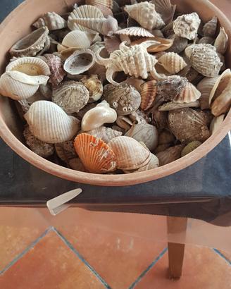 Conchiglie di mare