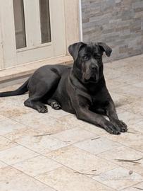 Vedesi cucciola di cane corso