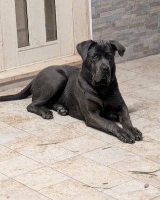 Vedesi cucciola di cane corso