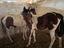 Immagine 3