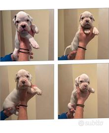 Cuccioli di Boxer Bianchi con Pedigree ENCI