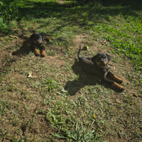 Cuccioli di Rottweiler