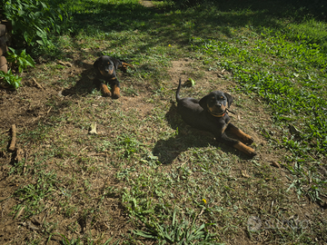 Cuccioli di Rottweiler