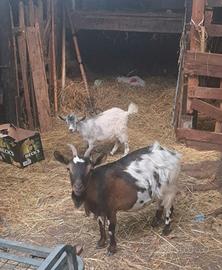 Caprette tibetane