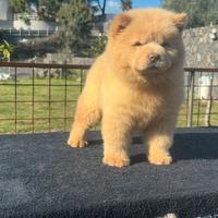 Chow chow crema e rossa