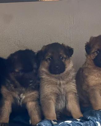 Pastori tedeschi di eccellenti linee di sangue