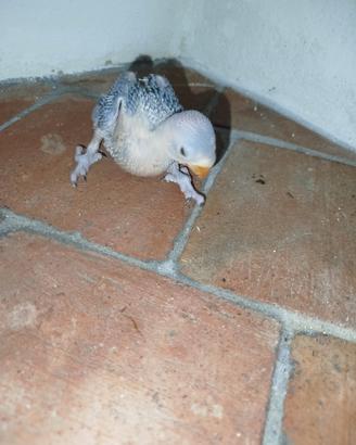 Pulli parrocchetti dal collare