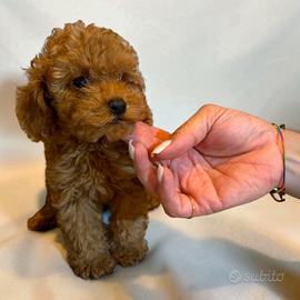 cucciola di barboncino mini toy 2 mesi
