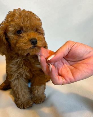 cucciola di barboncino mini toy 2 mesi