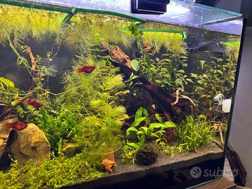 acquario vasca Zolux Idromax 72 Litri rossi dolce