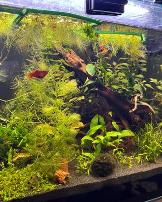 acquario vasca Zolux Idromax 72 Litri rossi dolce