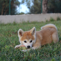 Cuccioli di Akita giapponese
