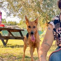 Adozione cucciolo 10 mesi