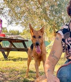 Adozione cucciolo 10 mesi