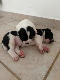 Cuccioli taglia media